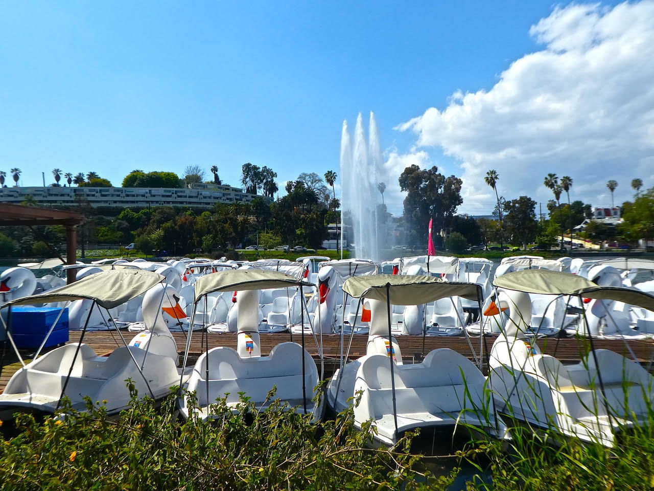 swan boats docked echo park lake sandy driscoll.jpg